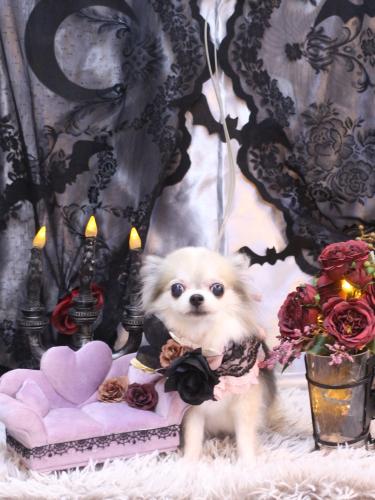 20231015ルナちゃん